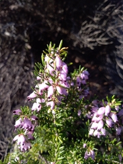 Erica erigena