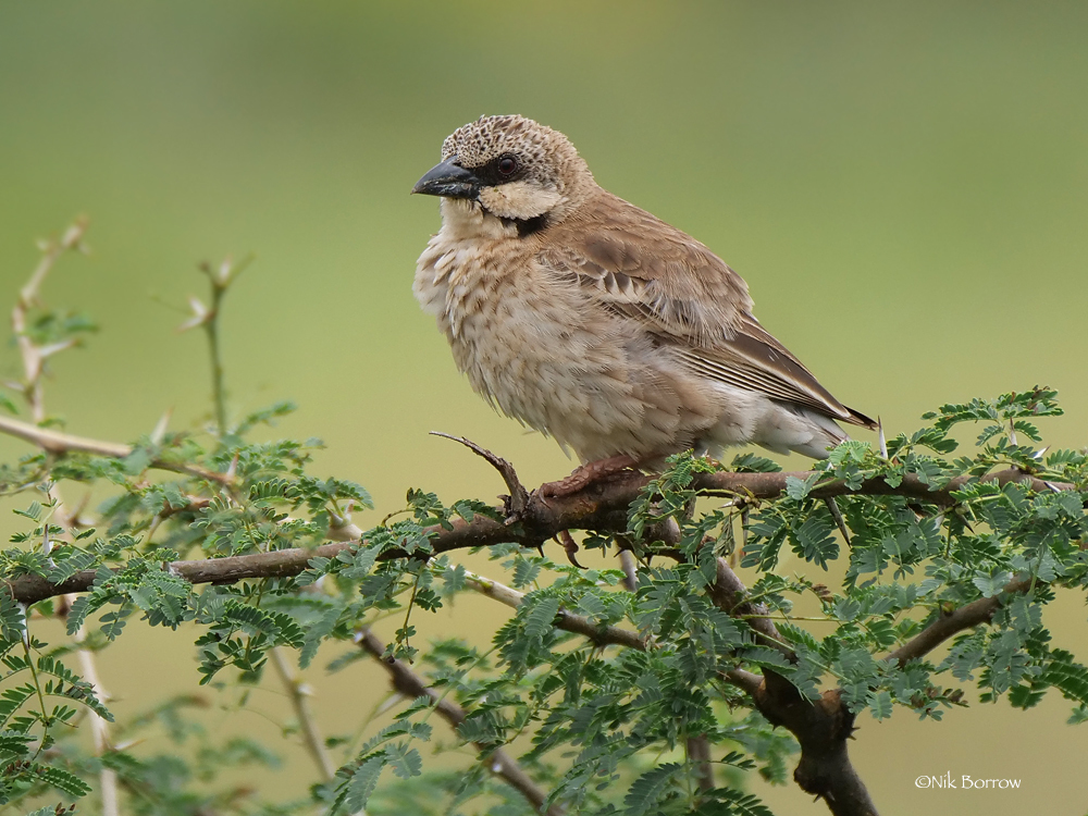 Donaldson Smith's Sparrow-Weaver (Plocepasser donaldsoni) photo