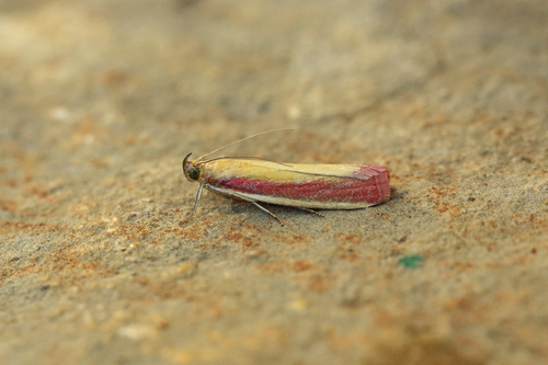 Rosy-striped Knot-horn photo 2