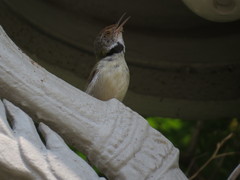 Orthotomus sutorius
