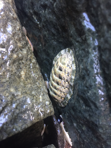 Scaly Chiton