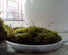 Tortula muralis