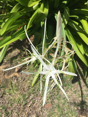 Hymenocallis caribaea