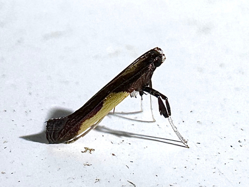 Dogwood Caloptilia Moth photo 2