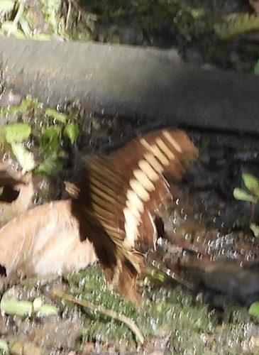 MacKinnon's Swallowtail