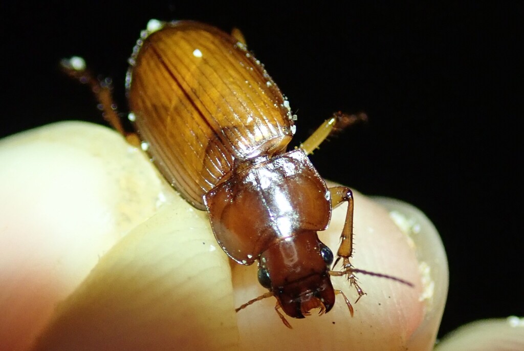 Harpalus fulvus