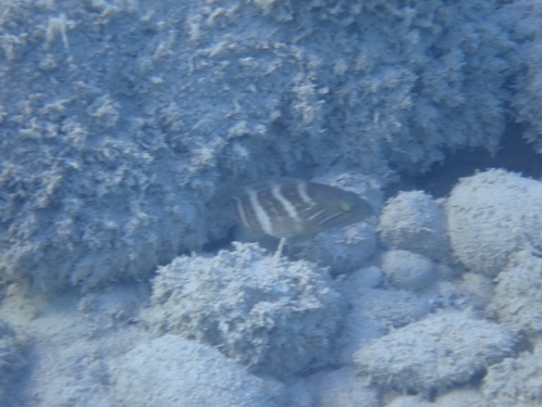 Grouper (Epinephelus aeneus) — Serranidae