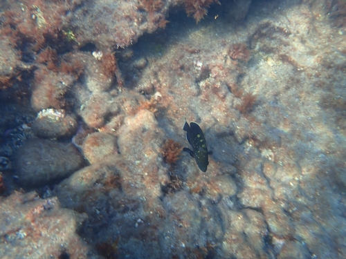 Epinephelus marginatus