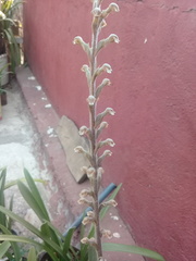 Sarcoglottis schaffneri