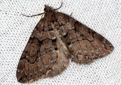 Thera cognata