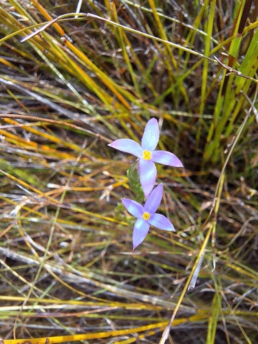 Pink Capesaffron (Gnidia penicillata)