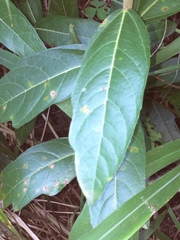 Ficus capreifolia