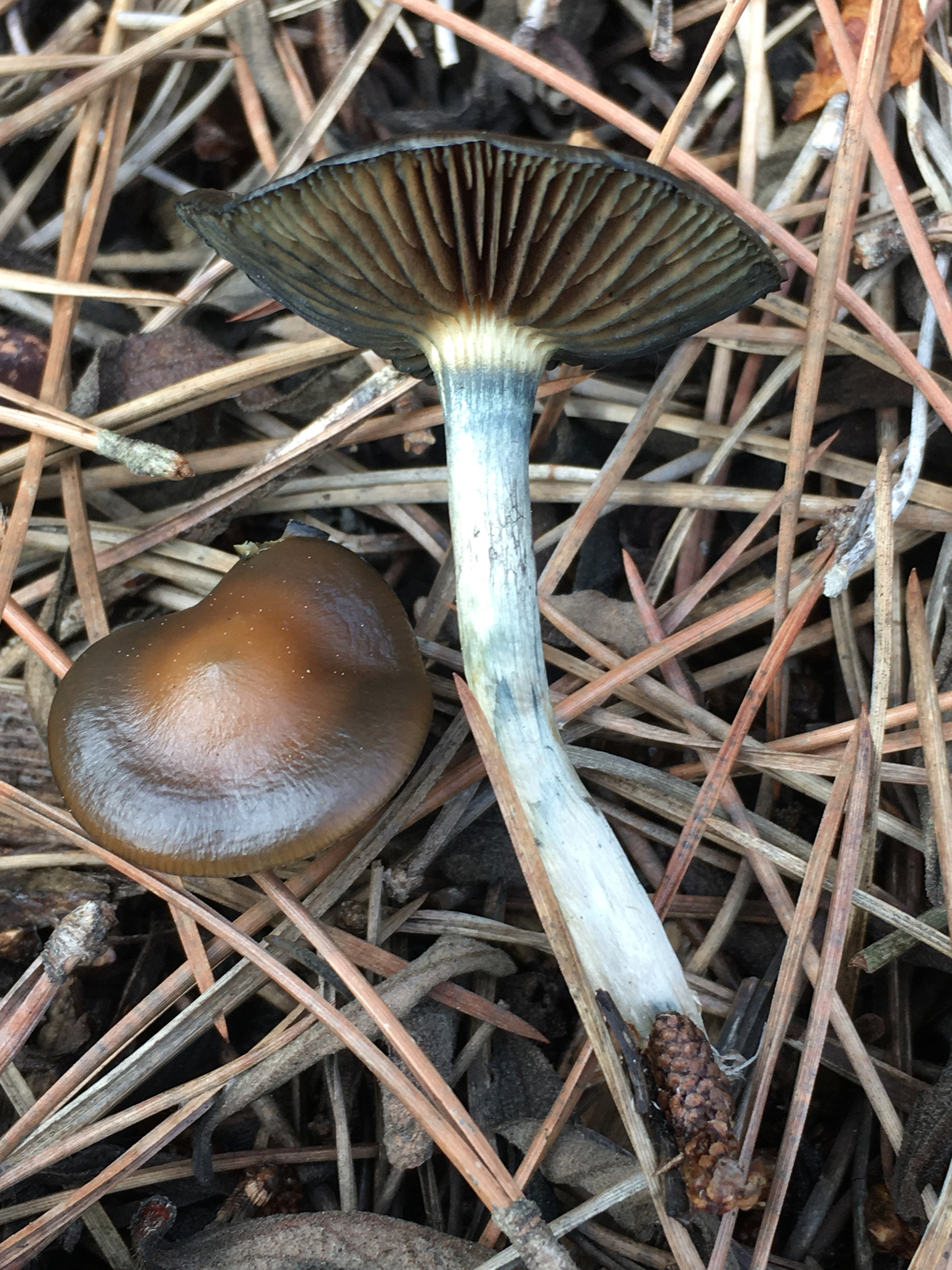 Psilocybe cyanescens image