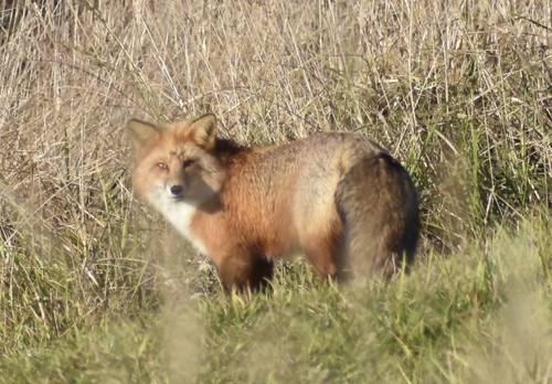 Red Fox