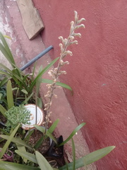 Sarcoglottis schaffneri