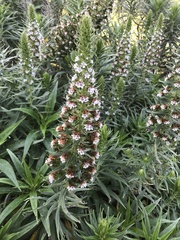 Echium virescens