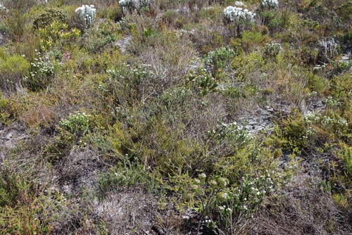 Dense Blombush (Metalasia compacta)