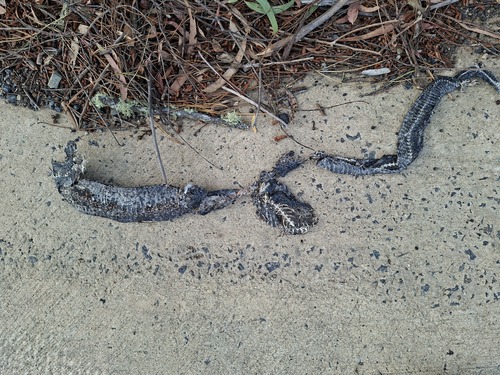 Red-bellied Black Snake sighting
