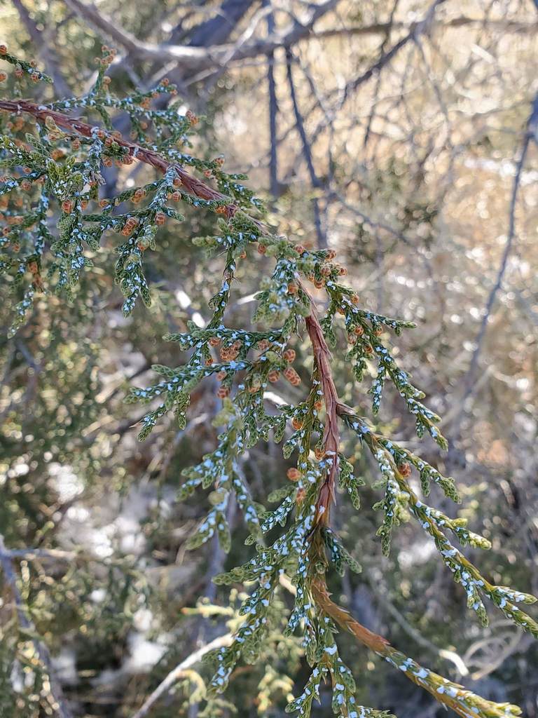 Juniper Scale