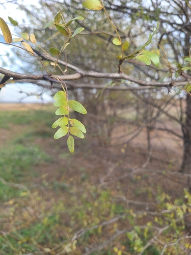 honey locust