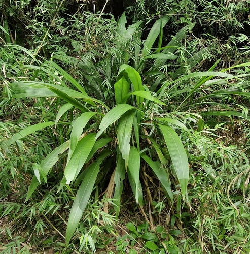 Setaria sulcata, photograph 2