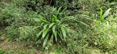 Setaria sulcata, photograph (c) Jens-Christian Svenning, some rights reserved (CC BY)