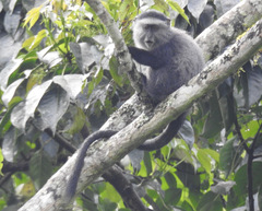 Cercopithecus mitis stuhlmanni