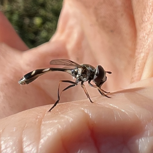 Unknown species found near Woodlawn Dr, Nashville, TN, US