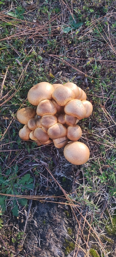 Gymnopilus subspectabilis · November 2025 · photo: © americanisopodologist (iNaturalist, cc-by)
