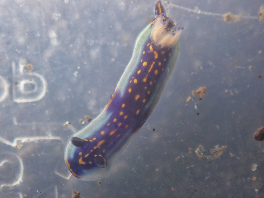 Agassiz's Chromodorid