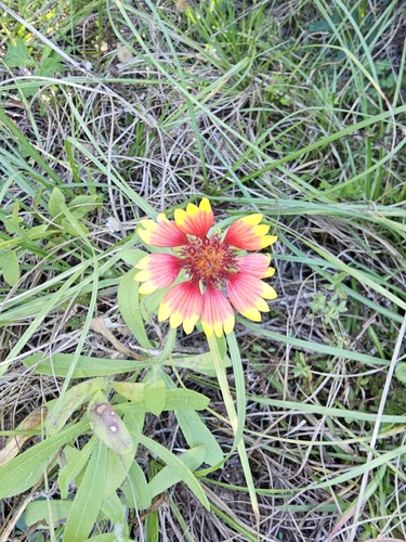 Gaillardia