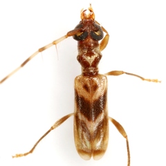Stenhomalus taiwanus