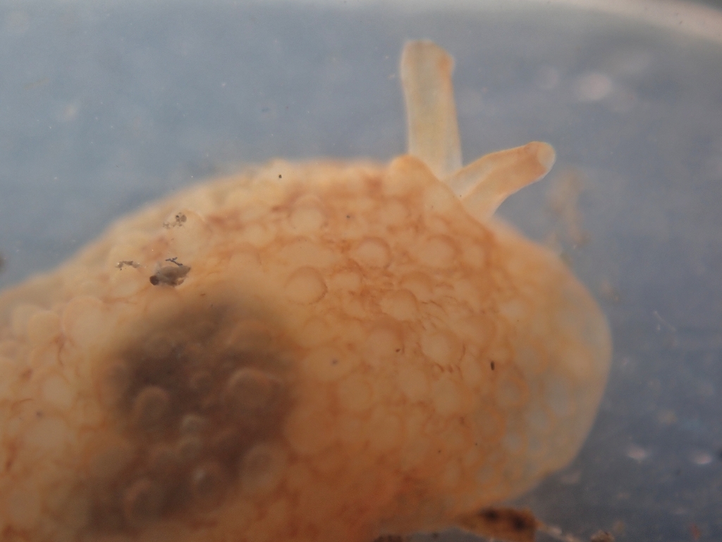 Pleurobranchus digueti