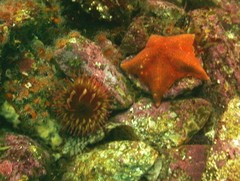 Cribrinopsis albopunctata