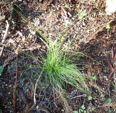 Deschampsia danthonioides