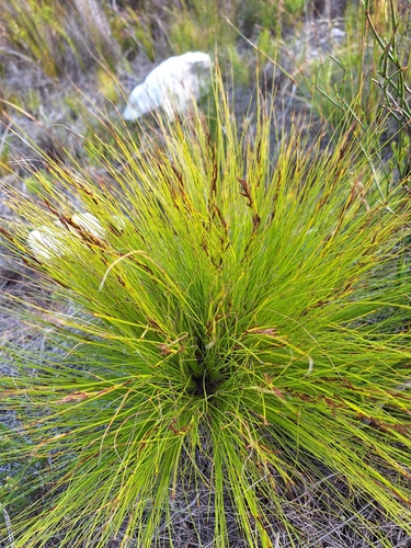 Strip Tetrar (Tetraria fasciata)