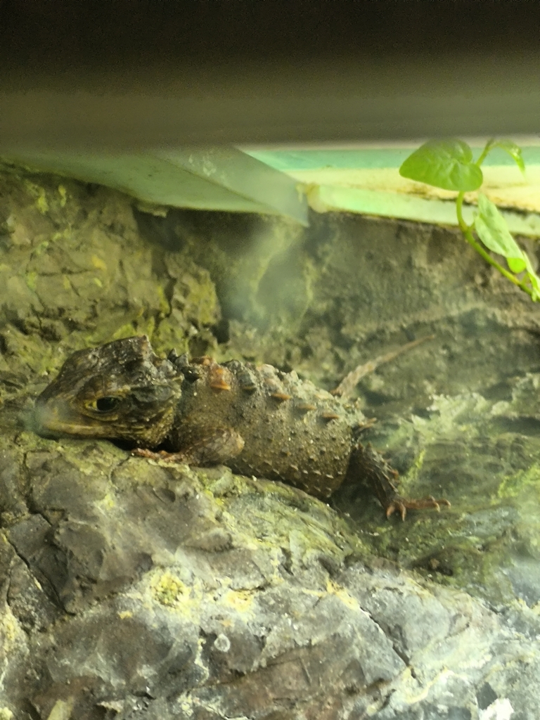 Choiseul Crocodile Skink