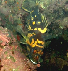 Sebastes chrysomelas