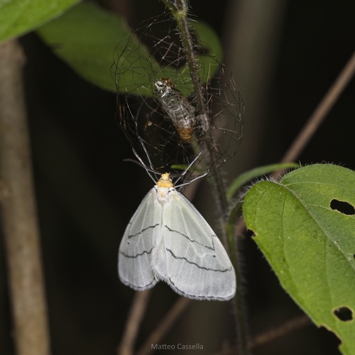 Leuculodes lacteolaria