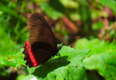 Biblis