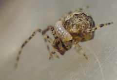 Zatypota bohemani