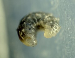 Zatypota bohemani