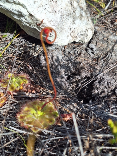 Drosera xerophila
