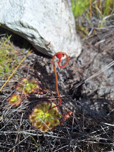 Drosera xerophila