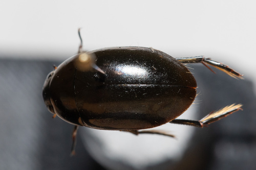 Tropisternus natator