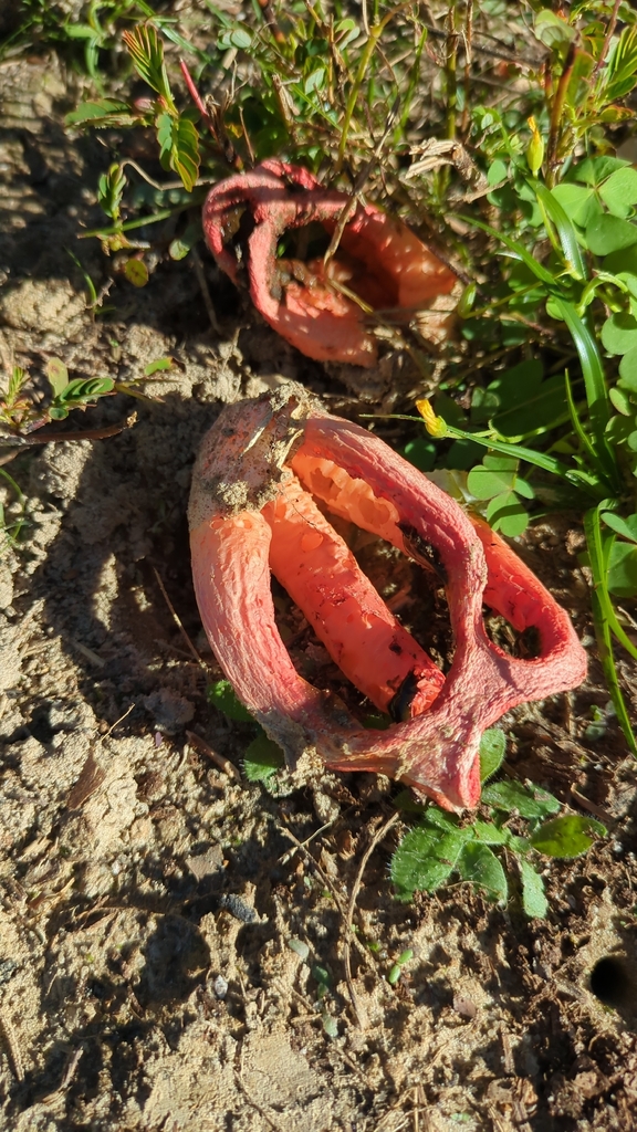 Clathrus columnatus · November 2025 · photo: © dwilkins (iNaturalist, cc-by)