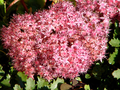 Hylotelephium tatarinowii