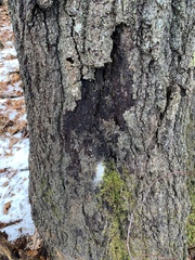 Pectobacterium carotovorum