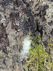 Pectobacterium carotovorum