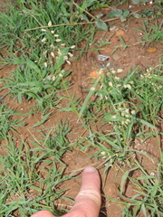 Eragrostis obtusa